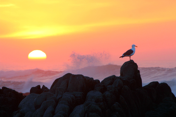 Seagull at Sunset, Pacific Grove, California