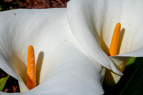 Twin calla lilies