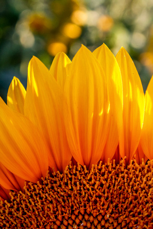 Sunflower, Santa Clara Valley, California