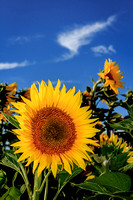 Sunflowers, Santa Clara Valley, California