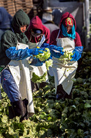 Three Women Lettuce Harvesters