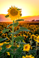 Sunflower Standing Tall, Santa Clara Valley, California