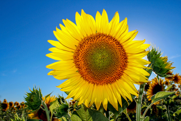 Sunflower, Santa Clara Valley, California