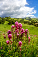 Spring wildflowers, Alameda County, California