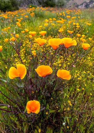 Field of Poppies, South Monterey County