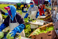 Women Lettuce Workers