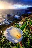 Calla Lilies, Hurricane Point, Big Sur, California
