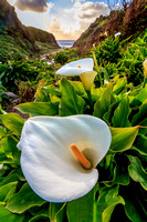 Calla Lilies, Garrapata State Park, California