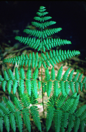 Forest Fern, Washington state