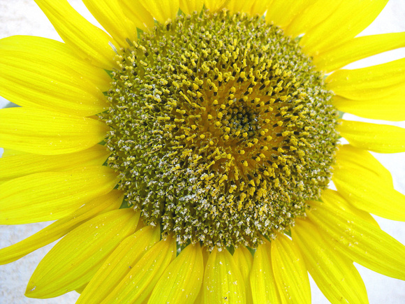 Sunflower by White Wall, School in Salinas, California