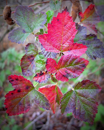 Blackberry Leaves, Backroads of San Benito County, California