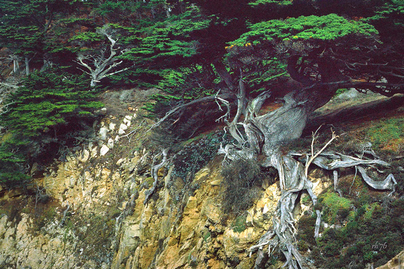 Old Veteran Cypress, Pt. Lobos State Reserve, Color