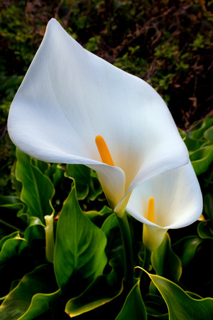 Twin calla lilies, Big Sur, California