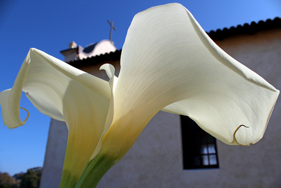 Calla lily, Mission garden, Monterey, California
