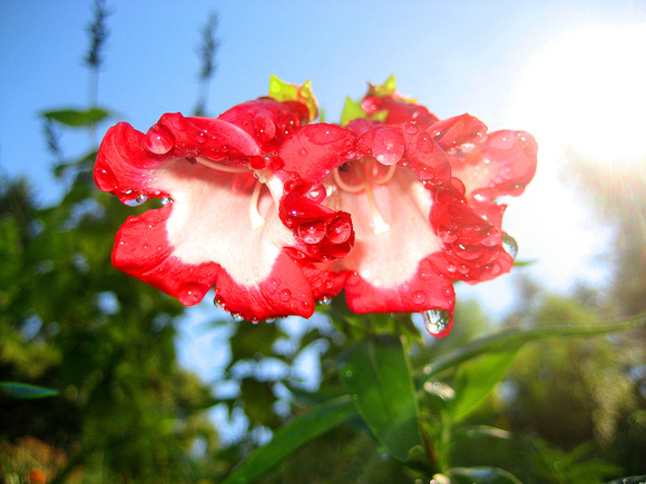 Dripping Red Flowers, Santa Cruz County, California