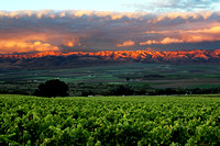 Vineyards and Santa Lucia Mtns at Sundown