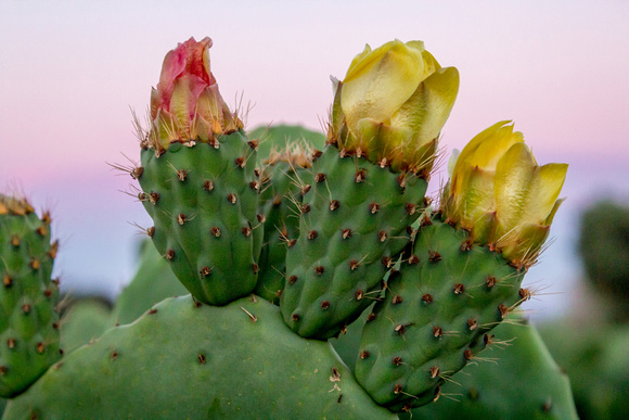 Flowering Cactus, Farm in south Monterey County, California