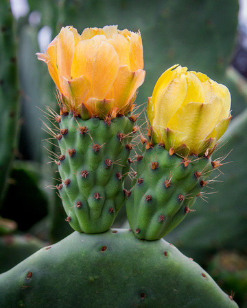 Flowering Cactus, Farm in south Monterey County, California