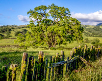 Green hills, Santa Clara County, California