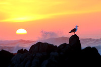 Seagull at Sunset, Pacific Grove, California