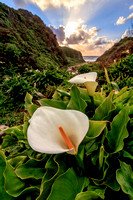 Calla Lilies with Sunbeams, Big Sur, California