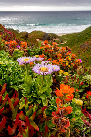 Wildflowers above Garrapata Beach, California