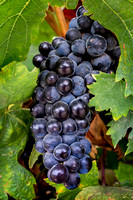 Wine grape cluster, Santa Lucia region, California