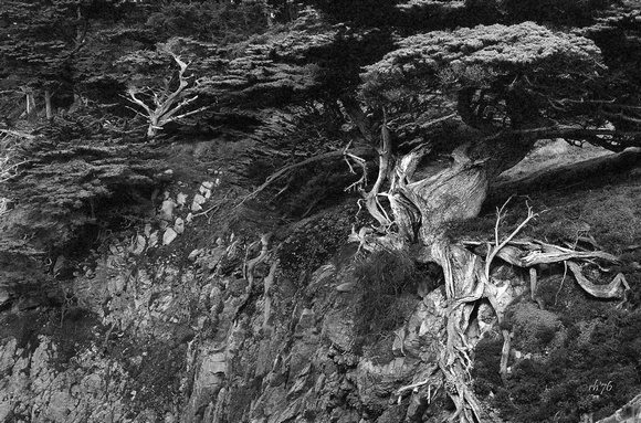 Old Veteran Cypress, Pt. Lobos State Reserve, B&W