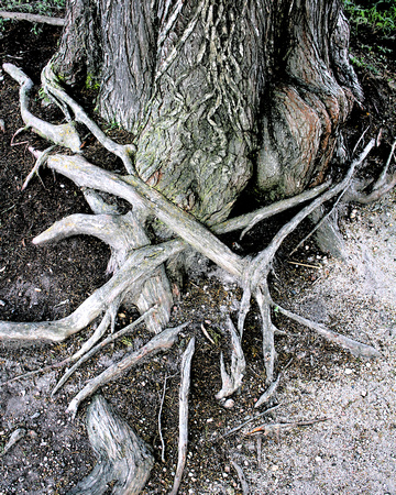 Intertwining Roots